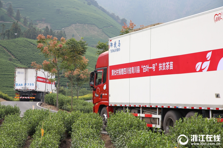 首批安吉“扶贫茶苗”启运青川 4556银河国际在线爱心助力