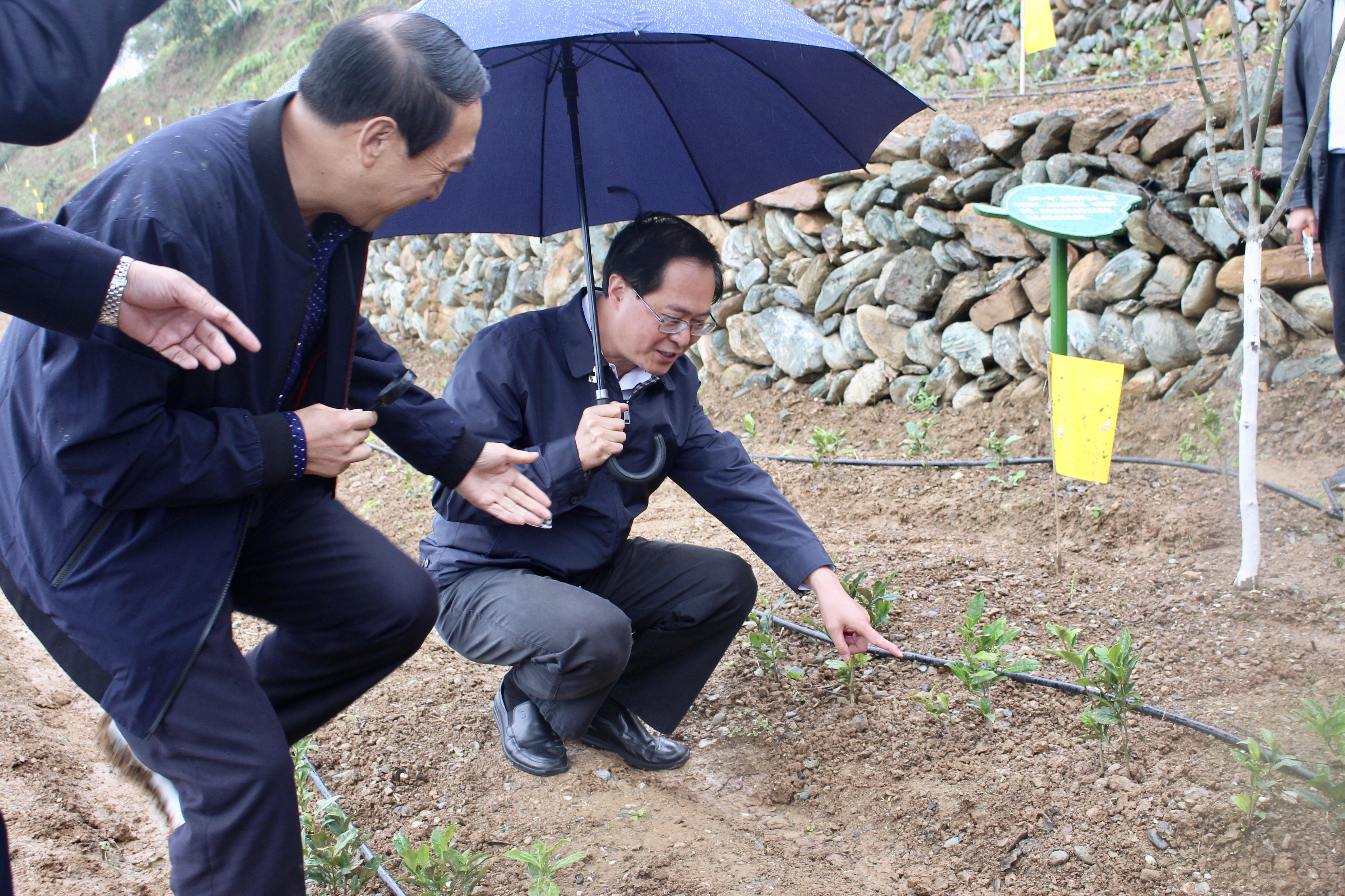 浙江省委书记车俊赴4556银河国际在线“白叶一号”四川青川合作基地调研