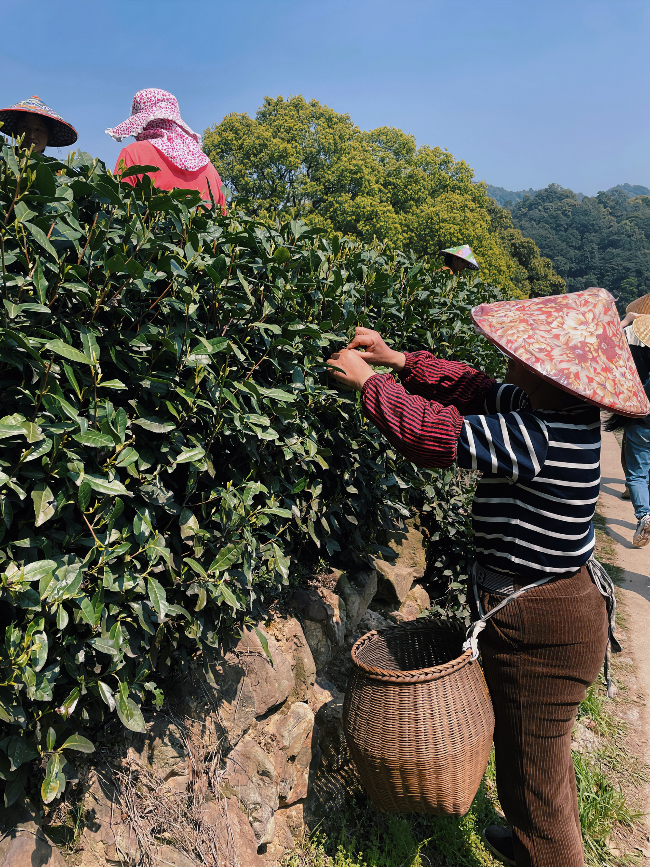 4556银河国际在线国贸六部联合举办“以茶之名”茶酒文化交流活动